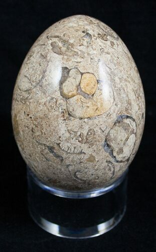 Decorative Fossil Coral Egg #2129